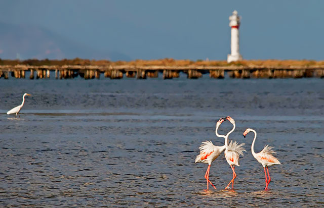 "Parc Natural del Delta de l'Ebre, flamencs a l'aigua amb un far al fons"