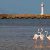 "Parc Natural del Delta de l'Ebre, flamencs a l'aigua amb un far al fons"